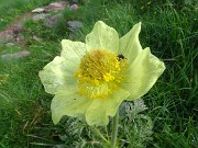 10 Pulsatilla alpina sulphurea (Anemone sulfureo)